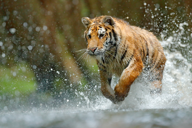 Tiger running in water